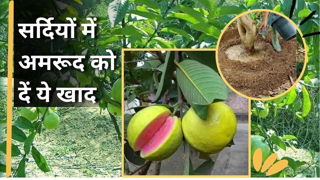 अमरूद के लिए खाद