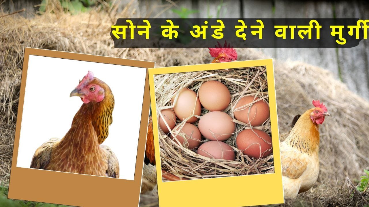 कैरी निर्भीक मुर्गी