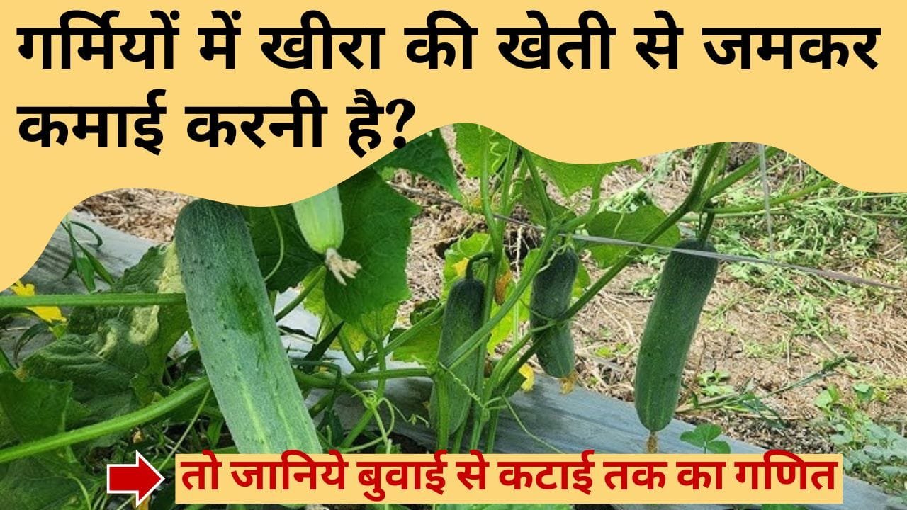 खीरा की खेती