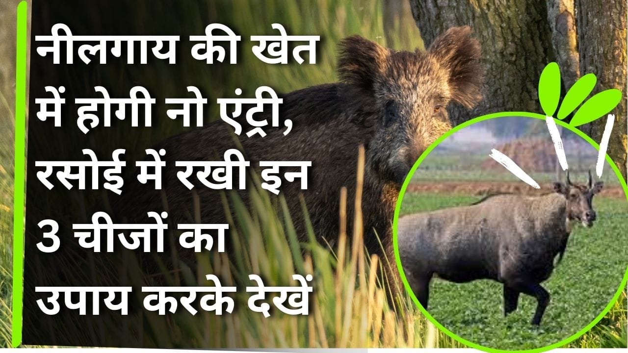 नीलगाय कैसे भगाएं