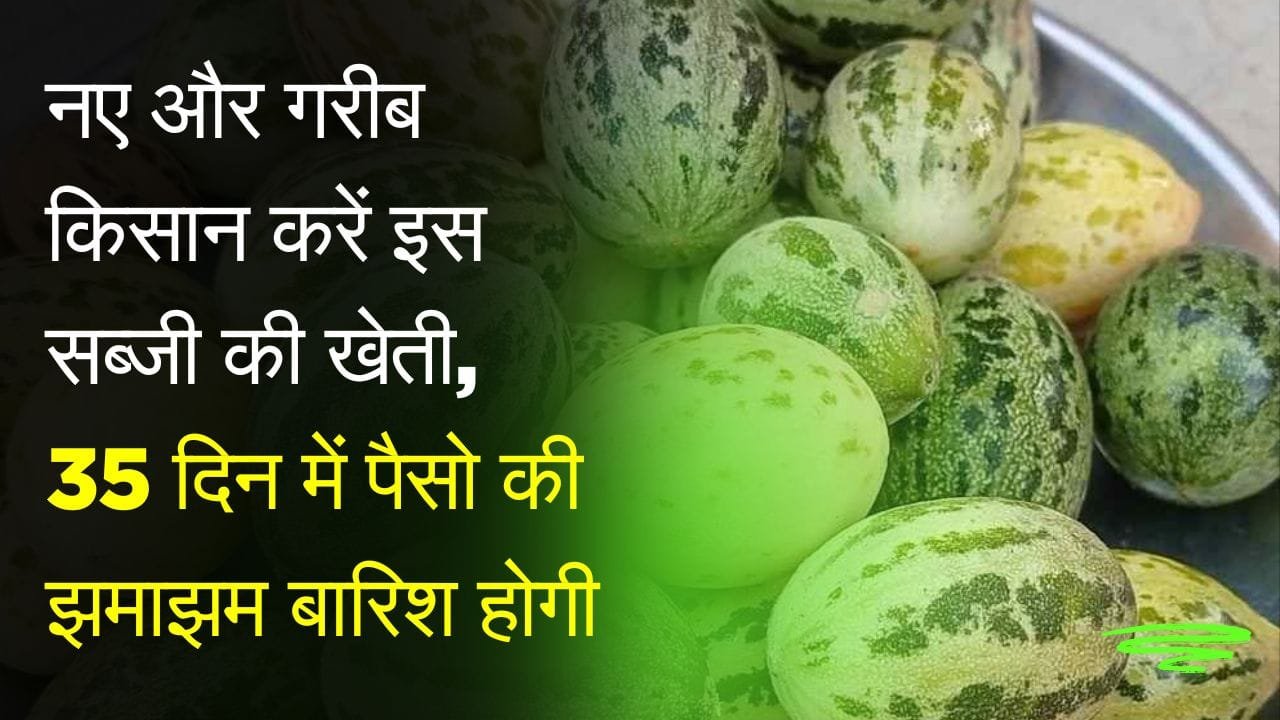 देशी काचरी की खेती