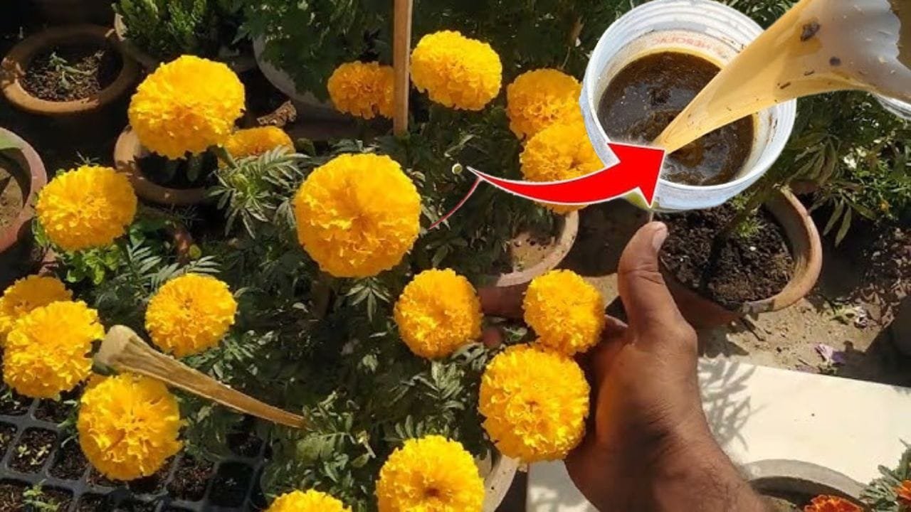 गेंदे के लिए खाद