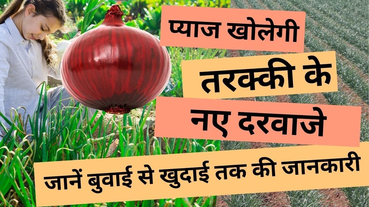 प्याज की खेती