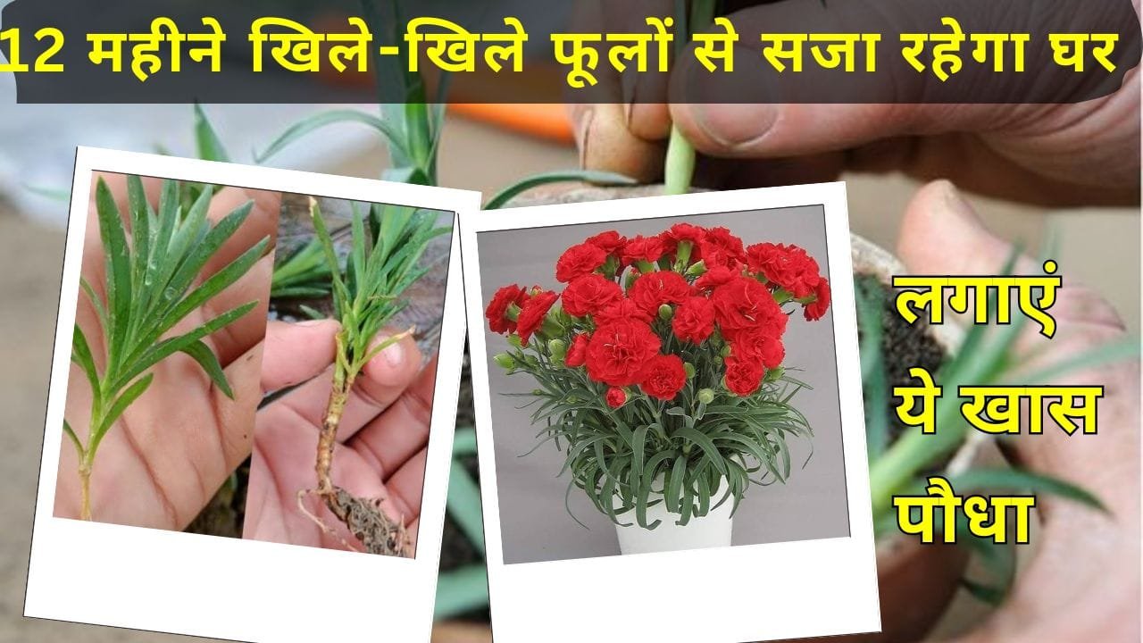 कॉर्नेशन फ्लावर