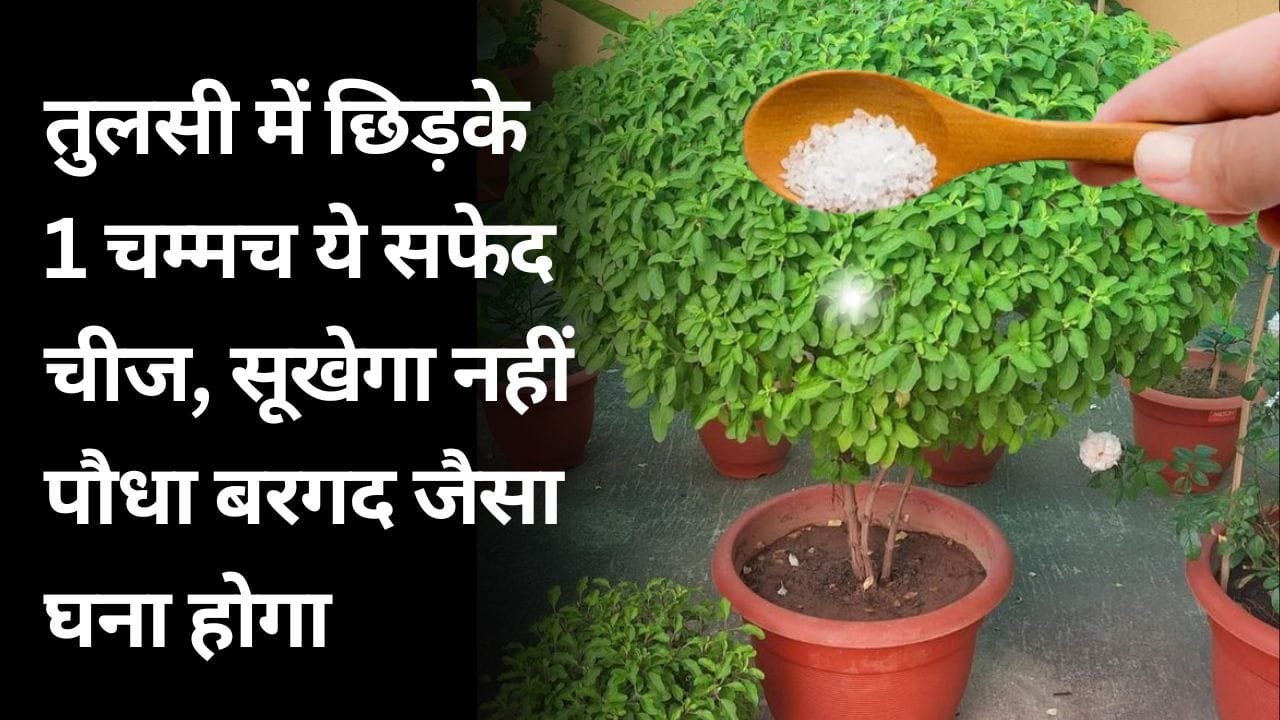 तुलसी का पौधा