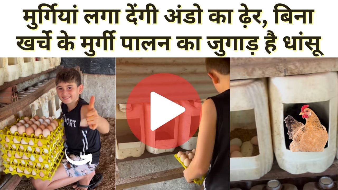 मुर्गी पालन का जुगाड़