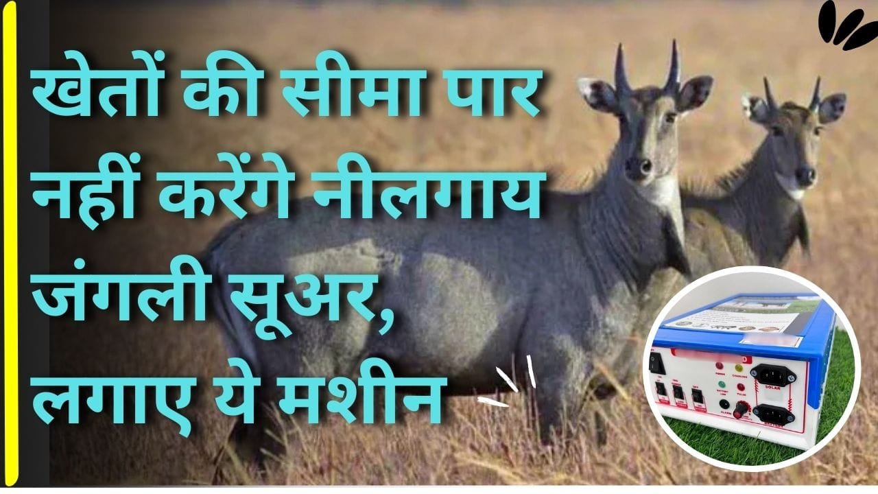 झटका मशीन