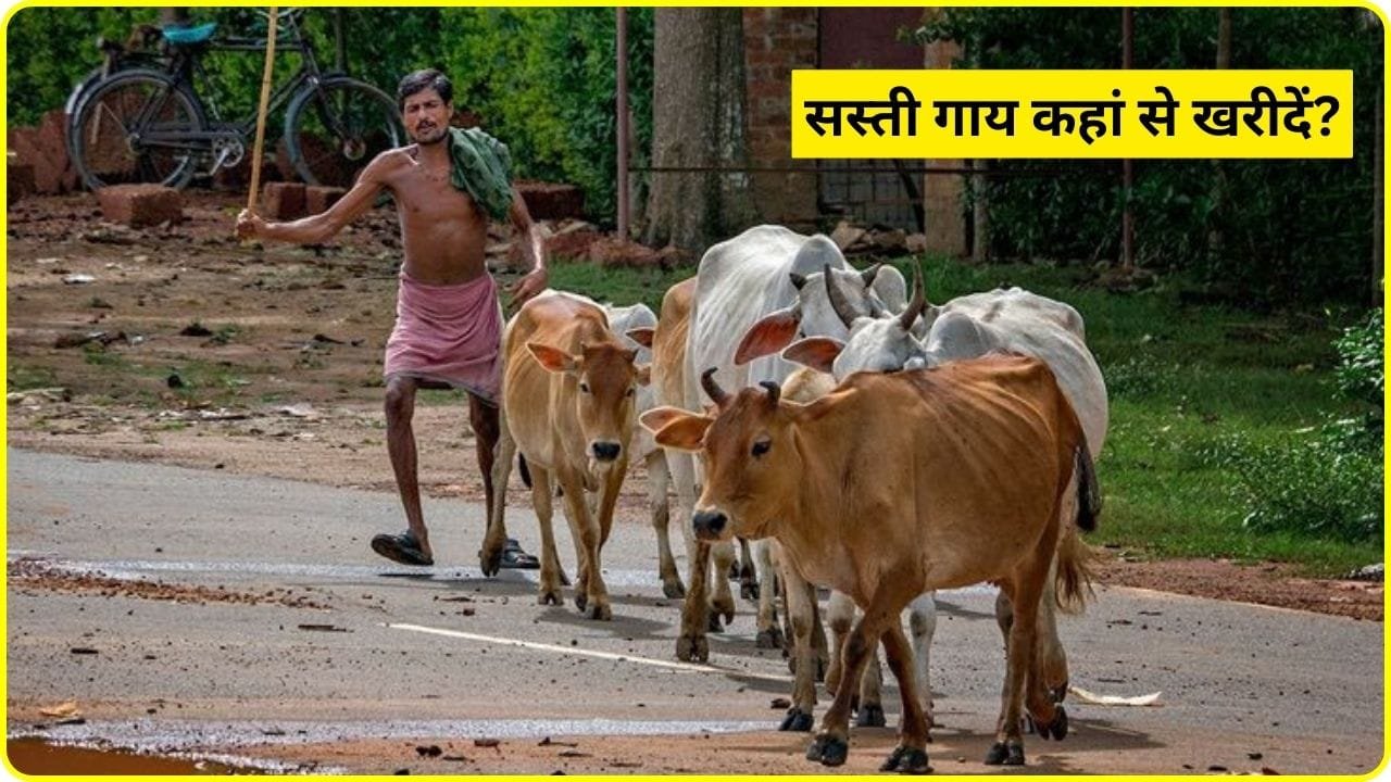 सस्ती गाय कहां से खरीदें
