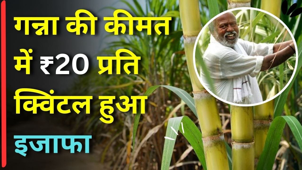 गन्ना की कीमत