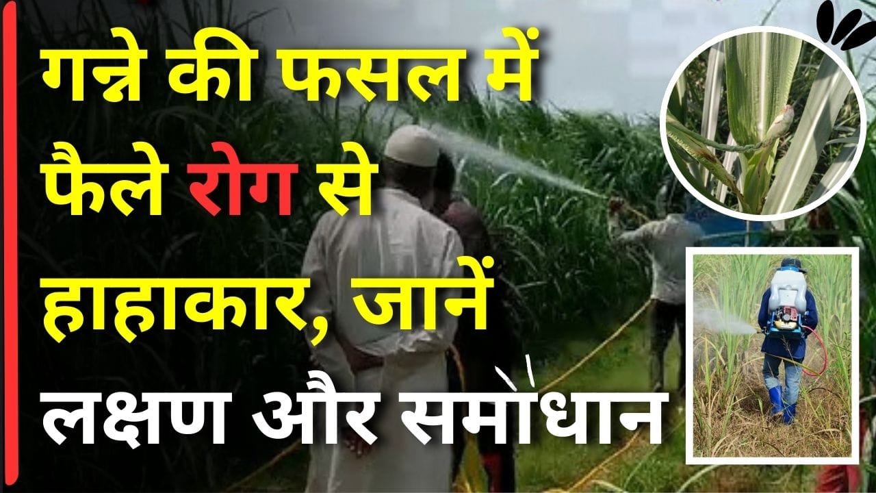 पोक्का बोइंग और टॉप बोरर रोग