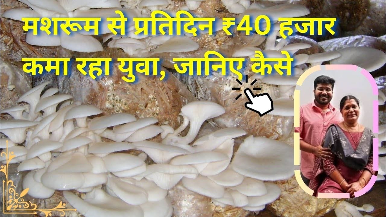 मशरूम की खेती