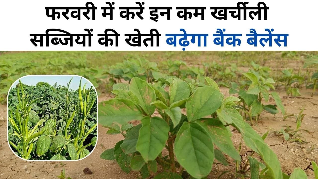 ग्वार की खेती