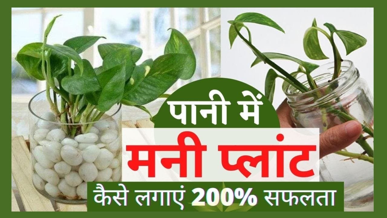 मनी प्लांट की कटिंग कैसे लें