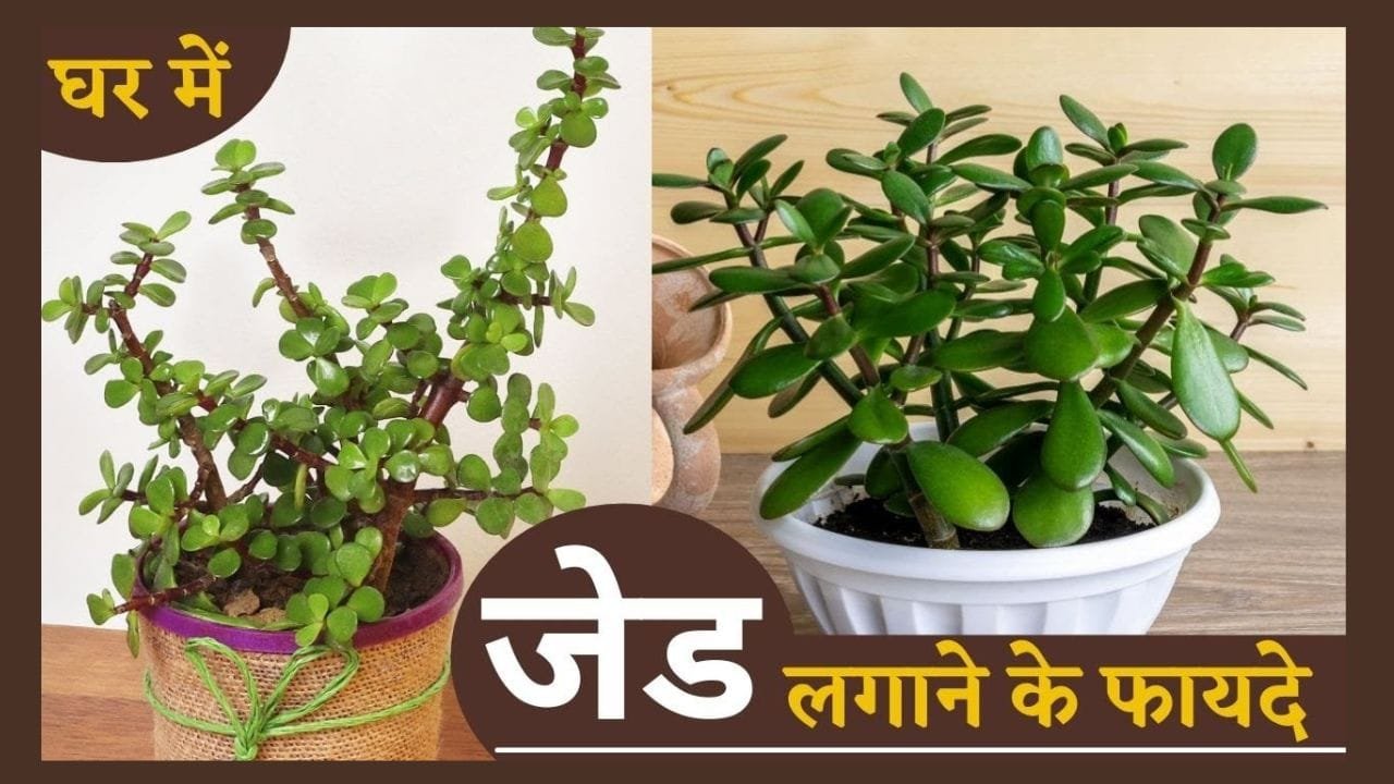 जेड प्लांट लगाने के फायदे