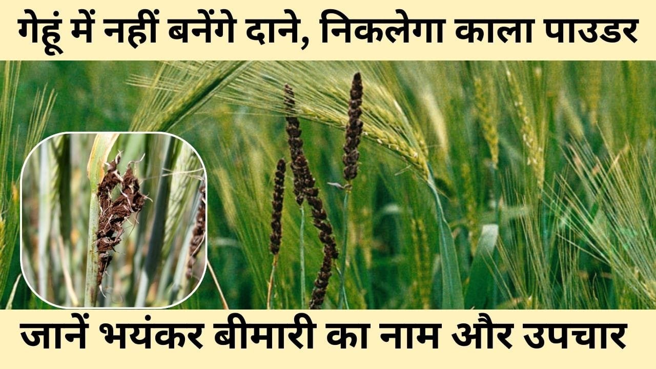 लूज स्मट बीमारी