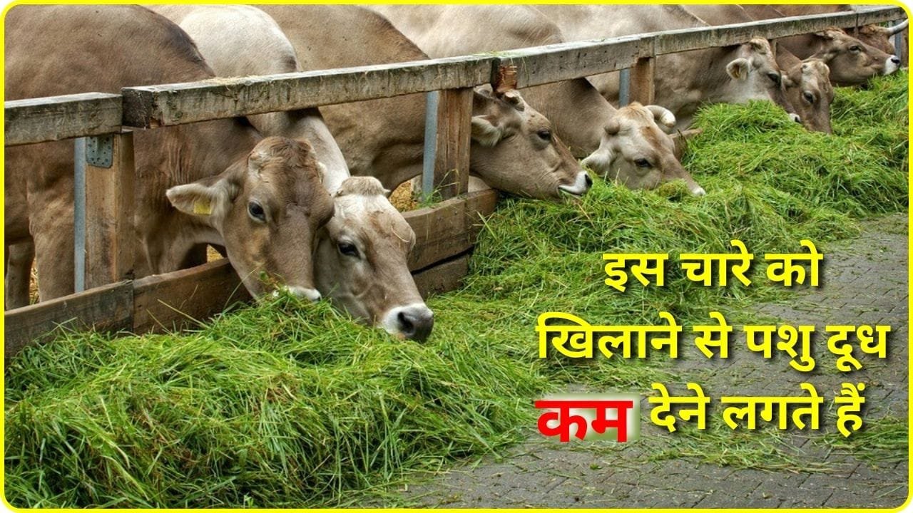 गन्ने का अगोला