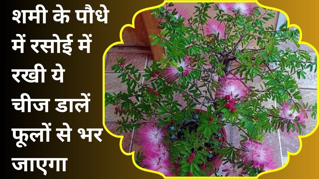 शमी कैसे लगाए