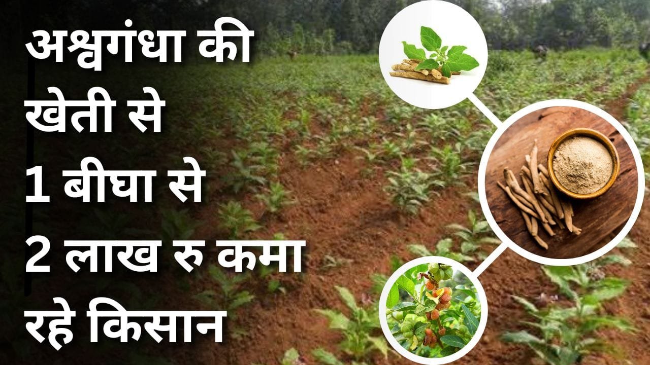 अश्वगंधा की खेती