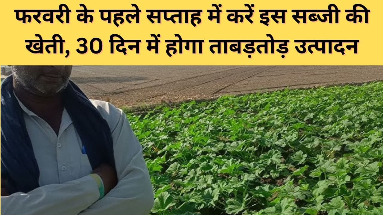 छप्पन टिंडा की खेती