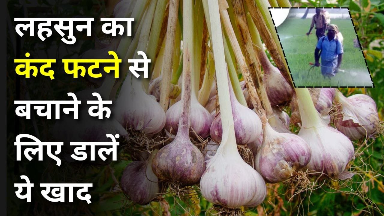 लहसुन का कंद