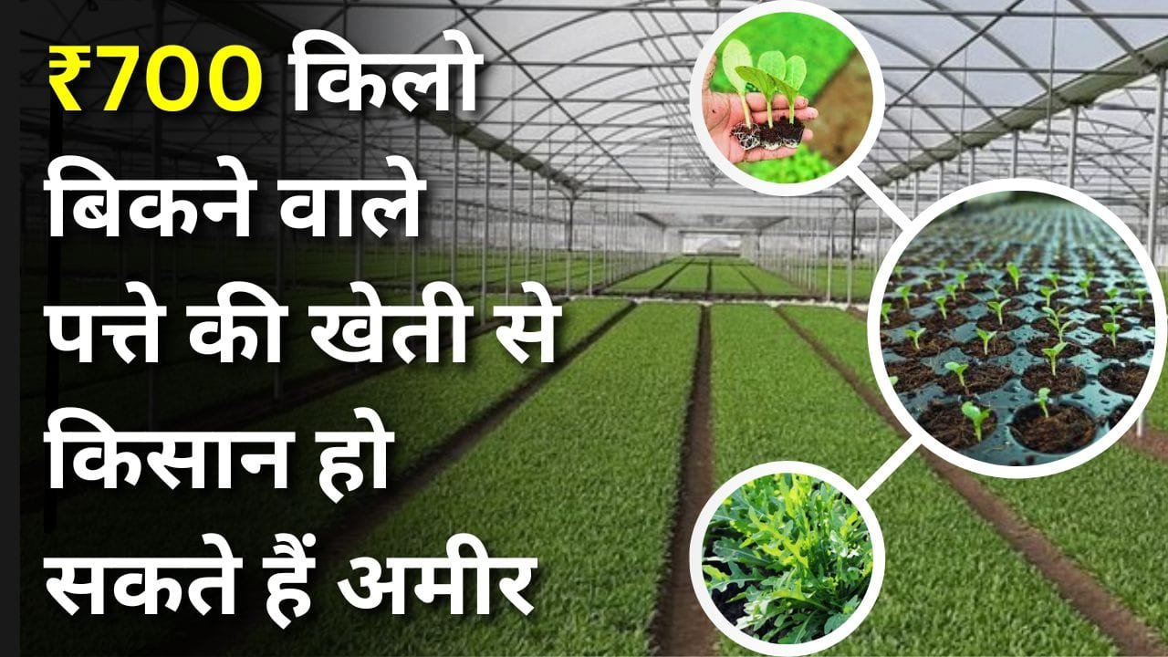 अरुगुला की खेती