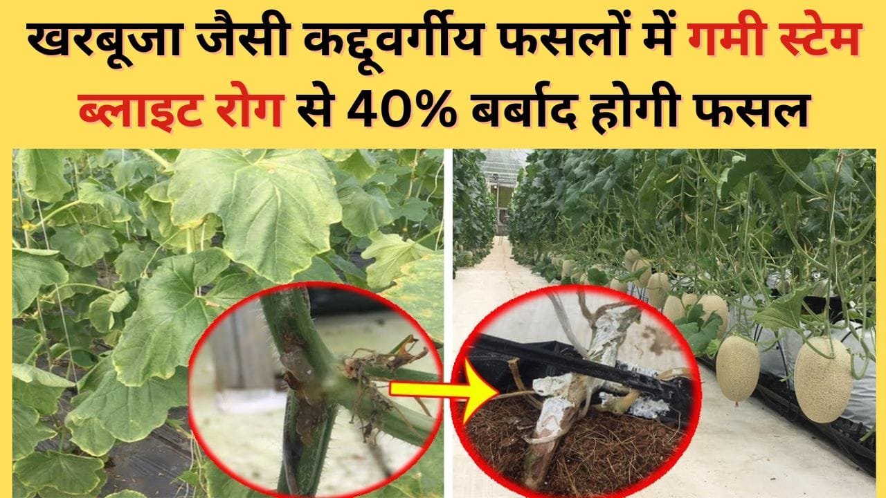 खरबूजा की फसल में रोग