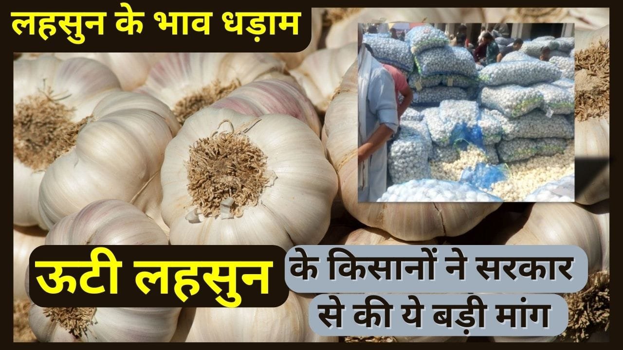 ऊटी लहसुन