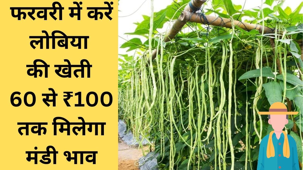 लोबिया की खेती