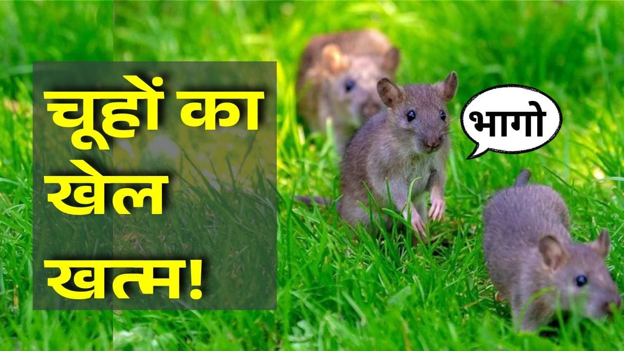 चूहे भगाने के उपाय