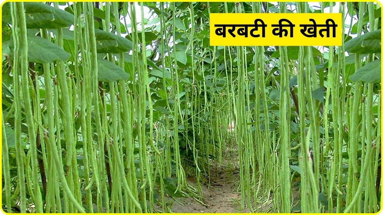 बरबटी की उन्नत किस्में