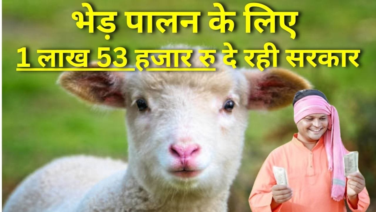 भेड़ पालन के लिए 90% की सब्सिडी