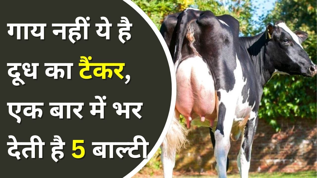 होल्सटीन ब्रीड की गाय