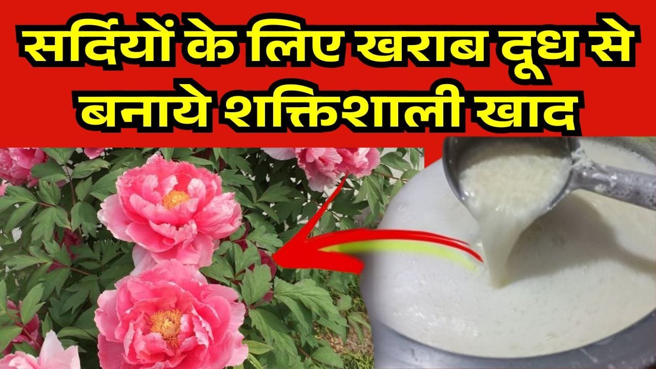 खराब दूध से खाद