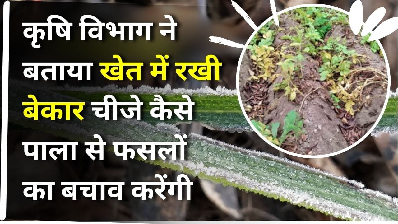 पाला से फसल कैसे बचाएं