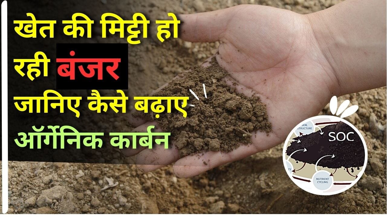 ऑर्गेनिक कार्बन