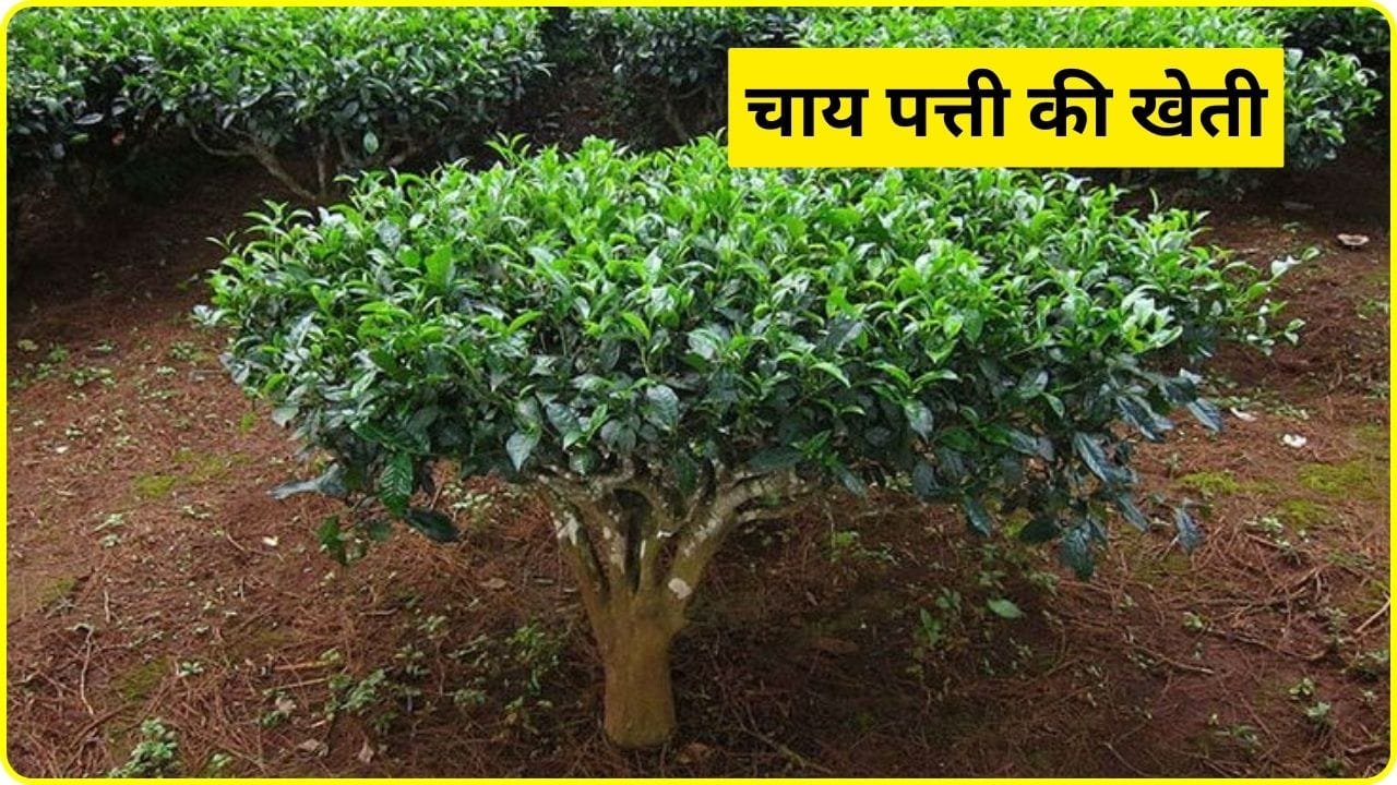 चाय पत्ती का पौधा कैसे उगाए