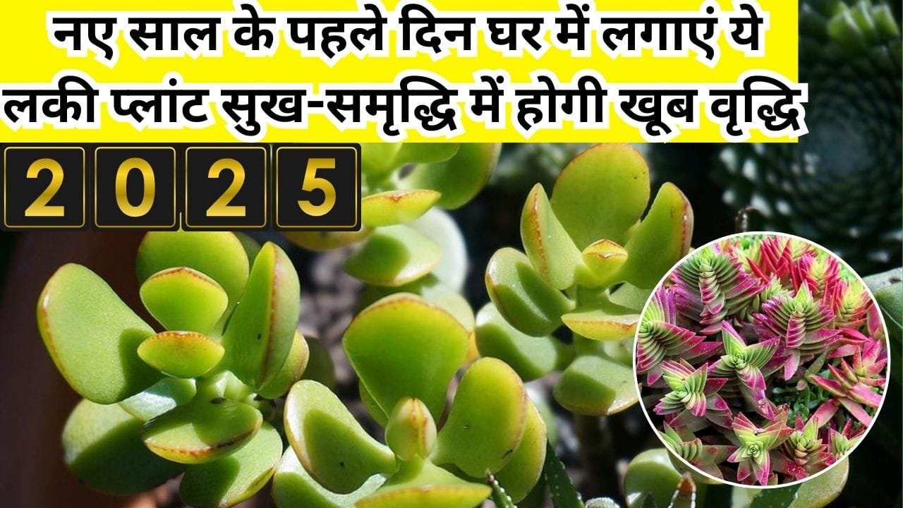 नए साल के पहले दिन घर में लगाएं ये लकी प्लांट, सुख-समृद्धि में होगी खूब वृद्धि हमेशा के लिए दूर हो जाएगी आर्थिक तंगी, जाने नाम