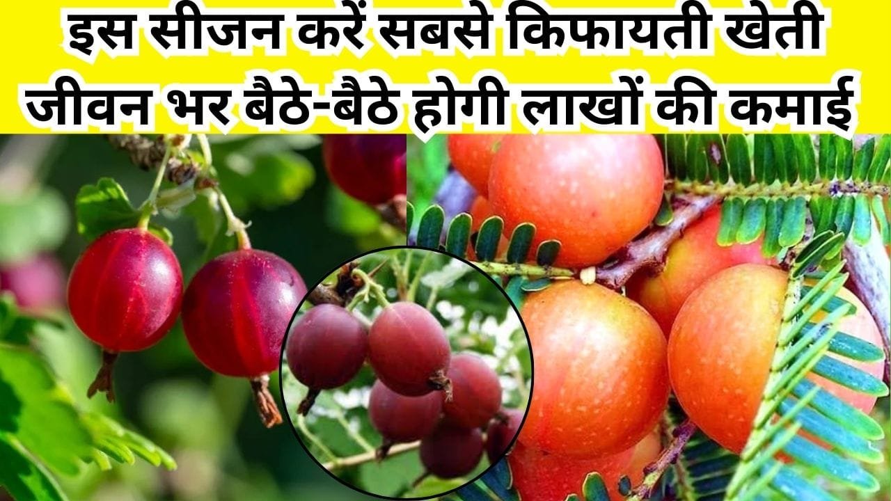 इस सीजन करें सबसे किफायती खेती, जीवन भर बैठे-बैठे होगी लाखों की कमाई मार्केट में है खूब डिमांड, जाने नाम और काम