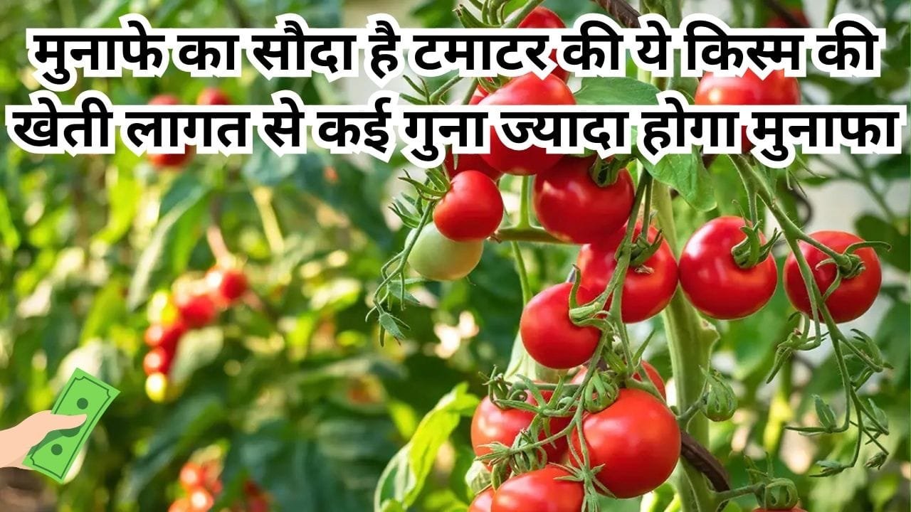 तगड़े मुनाफे का सौदा है टमाटर की ये किस्म की खेती, लागत से कई गुना ज्यादा होगा मुनाफा आधा बीघा में होगा बंपर उत्पादन, जाने नाम