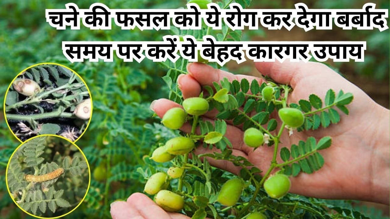 Agriculture tips: चने की फसल को ये खतरनाक रोग कर देगा बर्बाद, समय पर करें ये बेहद कारगर उपाय दोगुनी हो जाएगी पैदावार