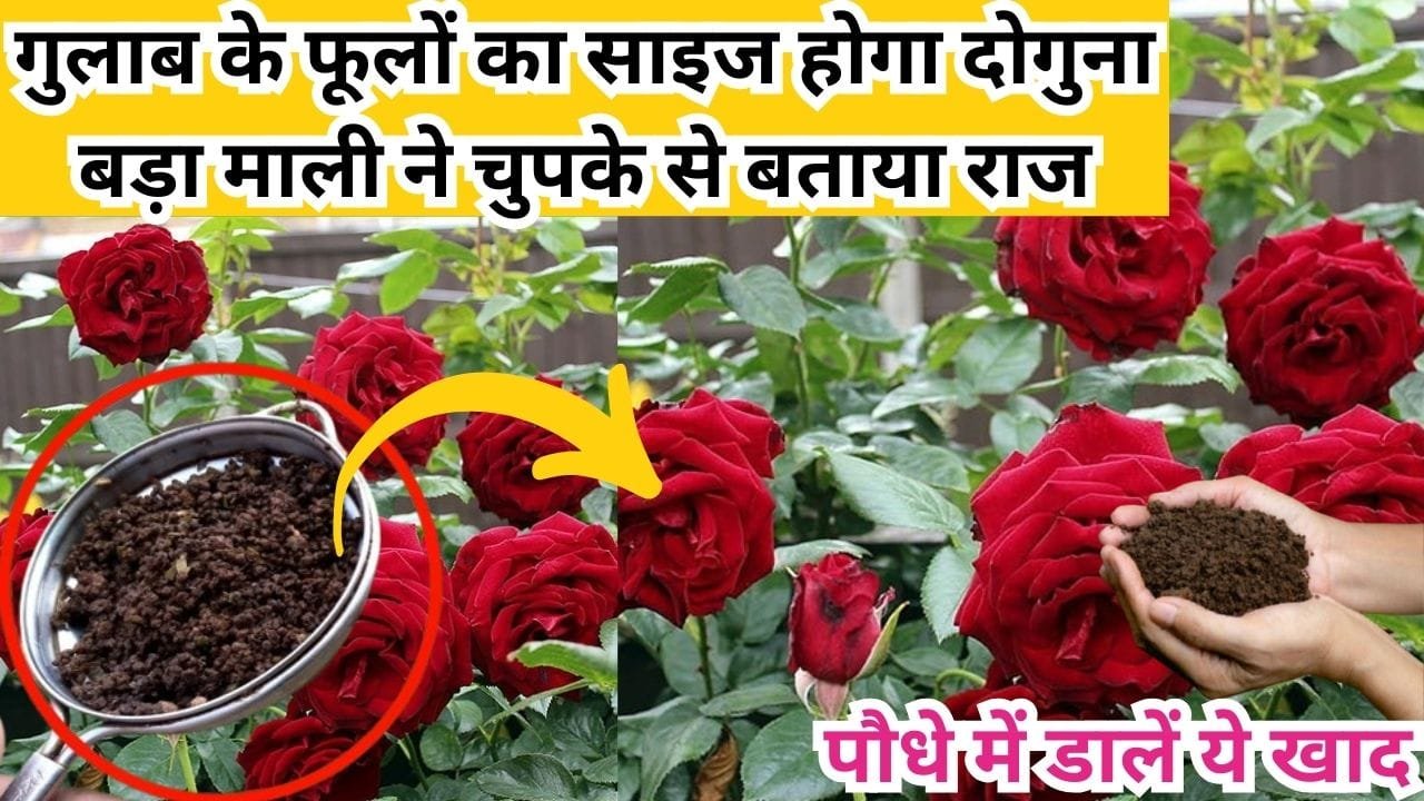 Gardening tips: गुलाब के पौधे में आएंगे बड़े-बड़े गुच्छों में फूल, फूलों का साइज होगा दोगुना बड़ा, माली ने चुपके से बताया राज की पौधे में डालें ये खाद