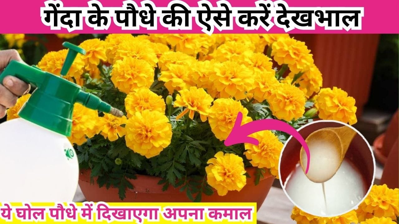 Gardening tips: गेंदा के पौधे की ऐसे करें देखभाल, ये घोल पौधे में दिखाएगा फटाफट अपना कमाल सर्दियों में अनगिनत फूलों से लद जाएगा पौधा, जाने नाम