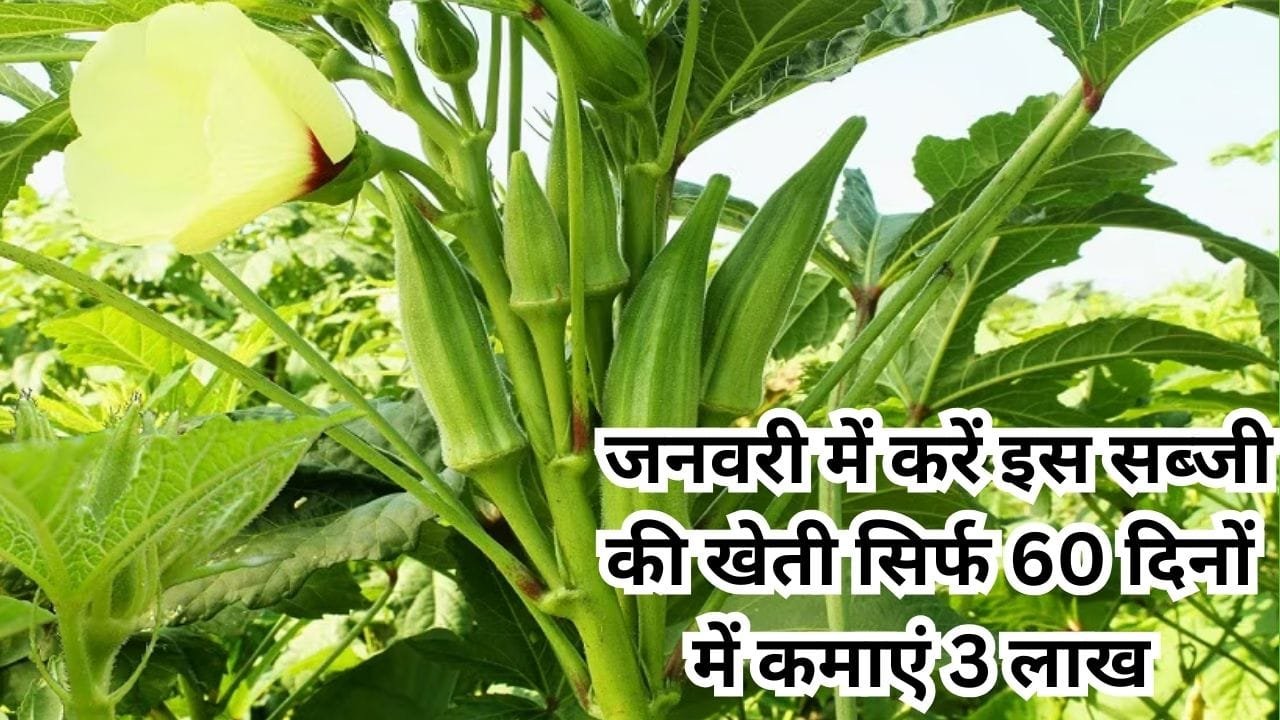जनवरी के महीने में करें इस सब्जी की खेती, सिर्फ 60 दिनों में एक एकड़ से कमाएं 3 लाख रूपए, जाने बुवाई का बेस्ट तरीका