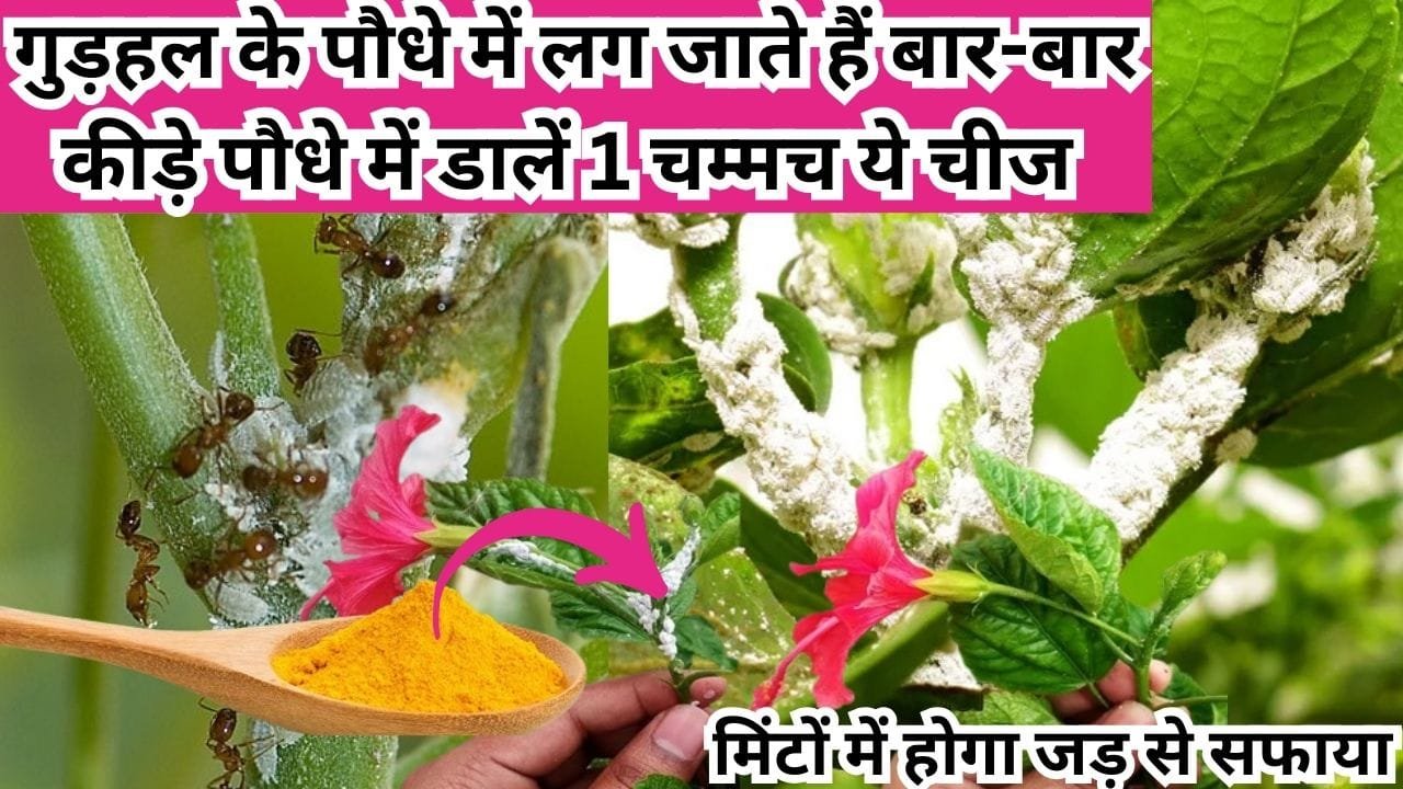 Gardening tips: गुड़हल के पौधे में लग जाते हैं बार-बार कीड़े, पौधे में डालें 1 चम्मच ये चमत्कारी चीज मिंटों में होगा जड़ से सफाया, जाने नाम