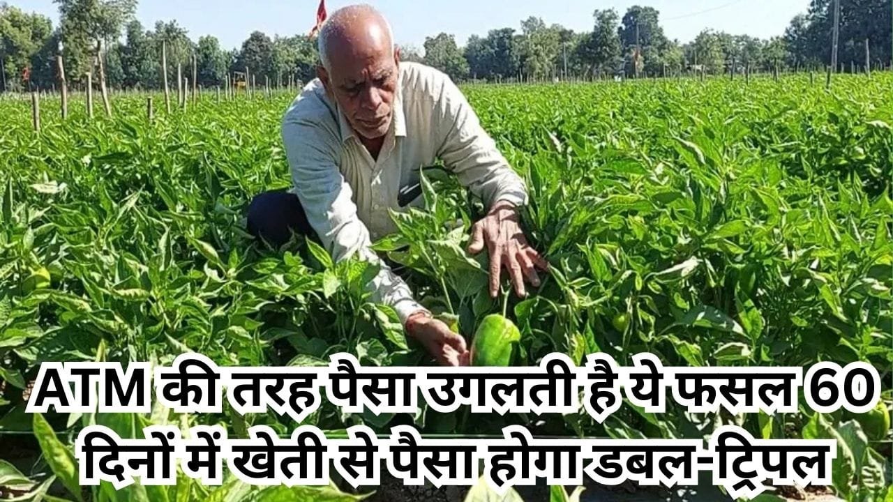 ATM की तरह पैसा उगलती है ये फसल, सिर्फ 60 दिनों में खेती से पैसा होगा डबल-ट्रिपल टेंशन मुक्त होंगे किसान, जाने नाम और काम