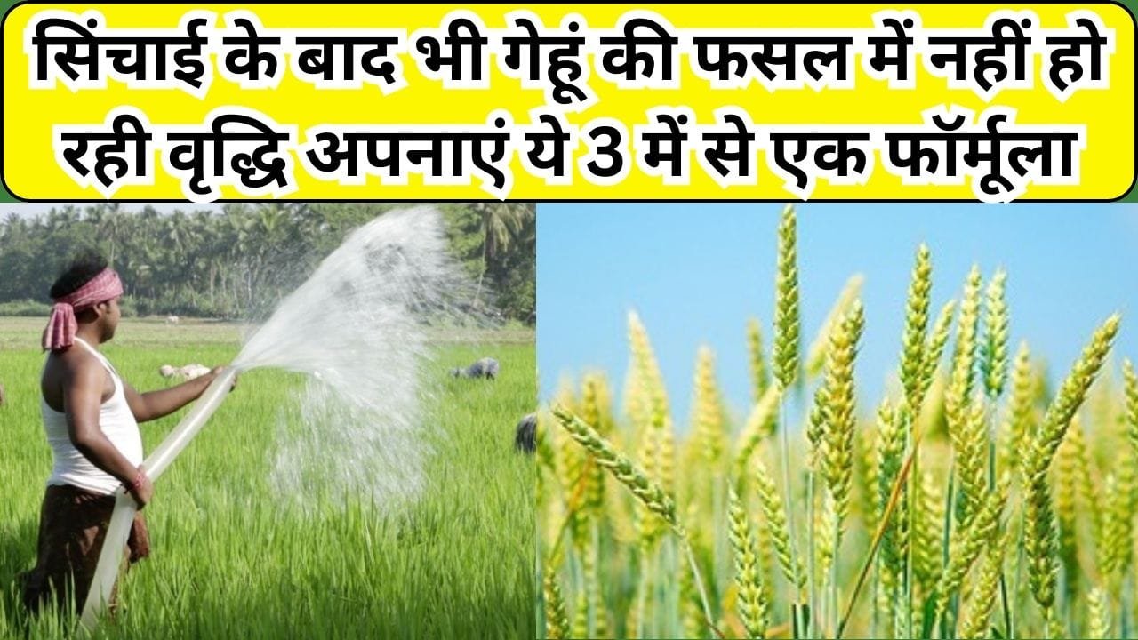 Agriculture tips: सिंचाई के बाद भी गेहूं की फसल में नहीं हो रही वृद्धि, अपनाएं ये 3 में से एक फॉर्मूला, बालियों से हरा-भरा हो जाएगा खेत