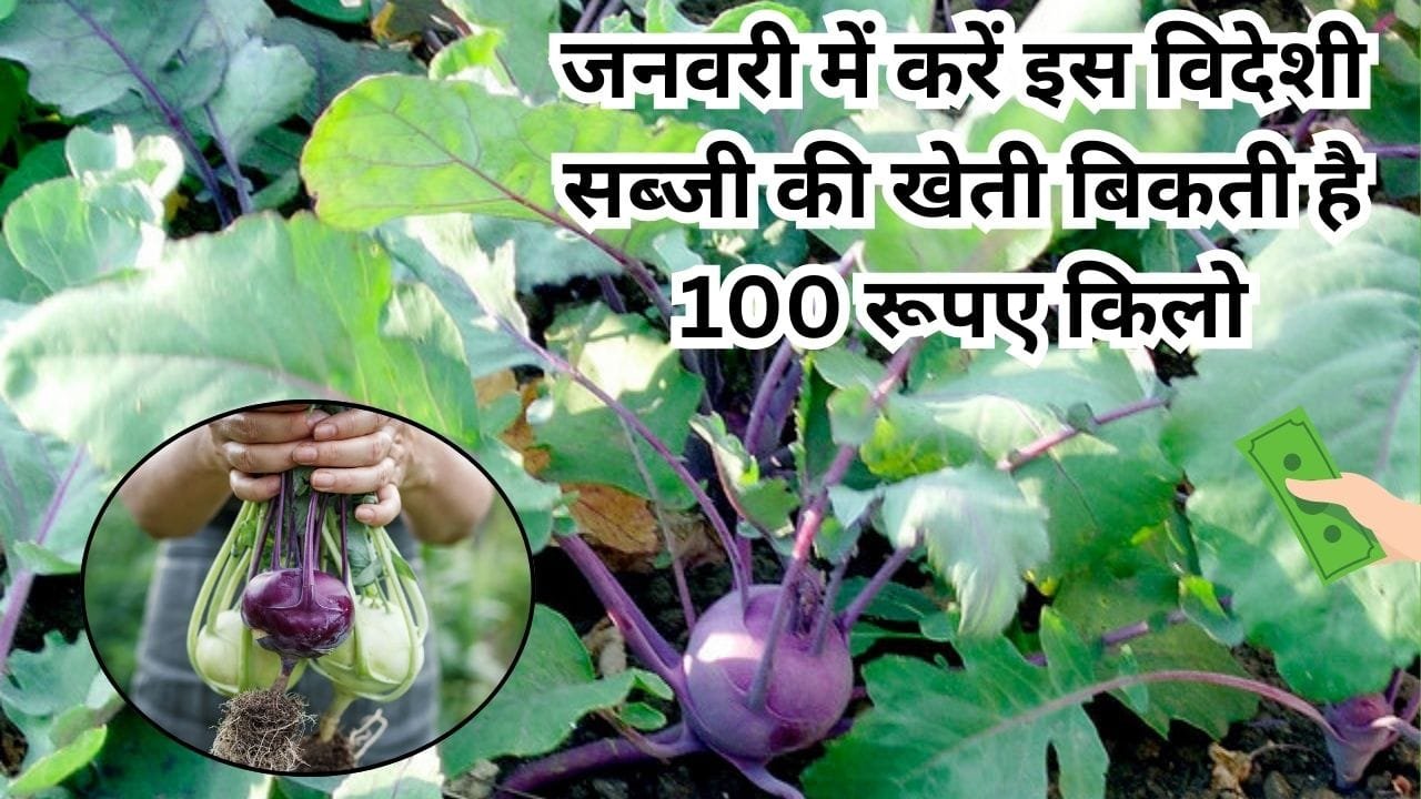 जनवरी में करें इस विदेशी सब्जी की खेती, बिकती है 100 रूपए किलो मार्केट में है खूब डिमांड खेती से होंगे धनवान, जाने नाम