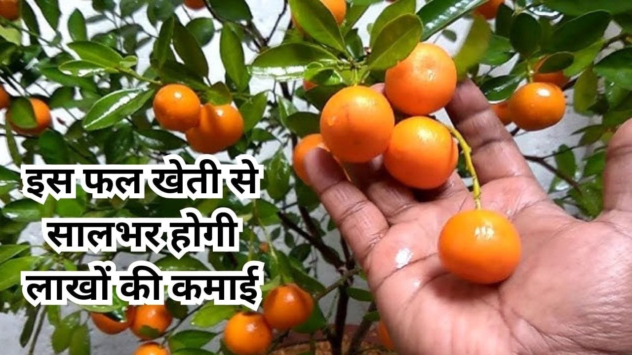 एकबार करें इस फल के पौधे की रोपाई, खेती से सालभर होगी लाखों की कमाई बाजार में आते ही मचा देता है धूम, जाने नाम