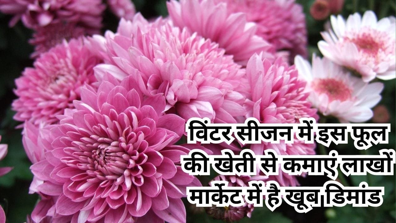 विंटर सीजन में इस फूल की खेती से कमाएं लाखों, मार्केट में है खूब डिमांड खेती से किसान हों जाएंगे मालामाल, जाने नाम