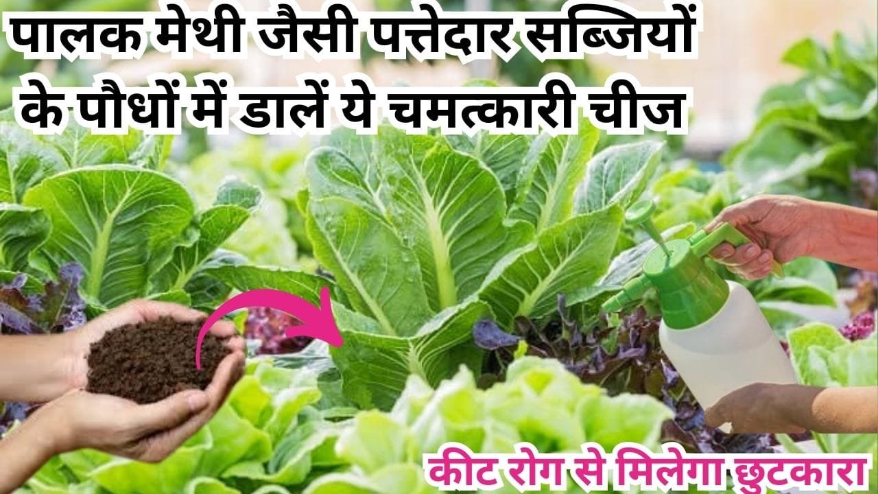 Gardening tips: पालक मेथी जैसी पत्तेदार सब्जियों के पौधों में डालें ये चमत्कारी चीज, कीट रोग से मिलेगा छुटकारा उगेगी हरी ताजी सब्जी